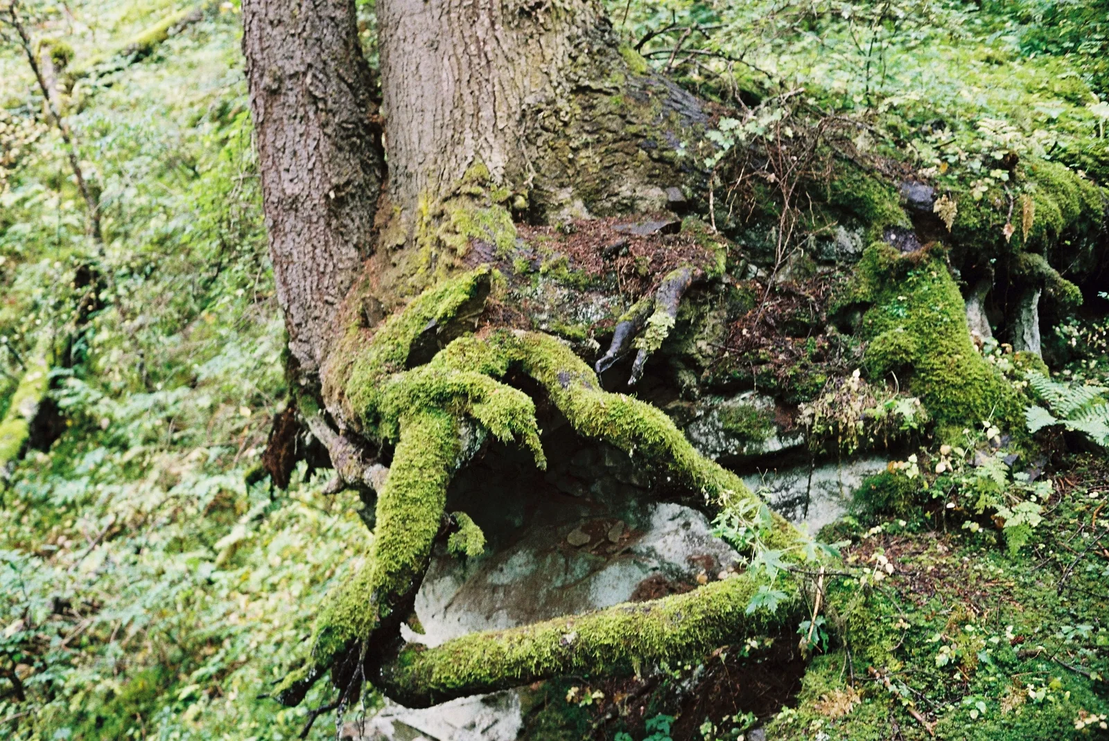 覆着青苔的树根与林地