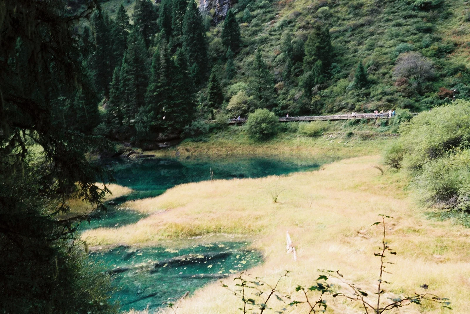 树林间的湖水与岸边草地
