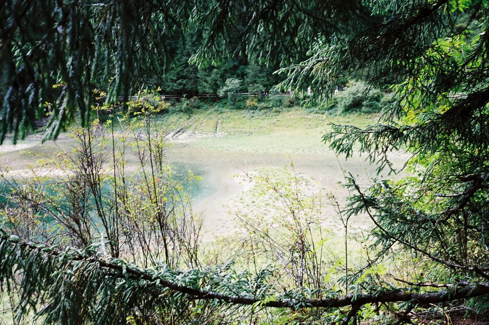 湖畔草木与浅色水面