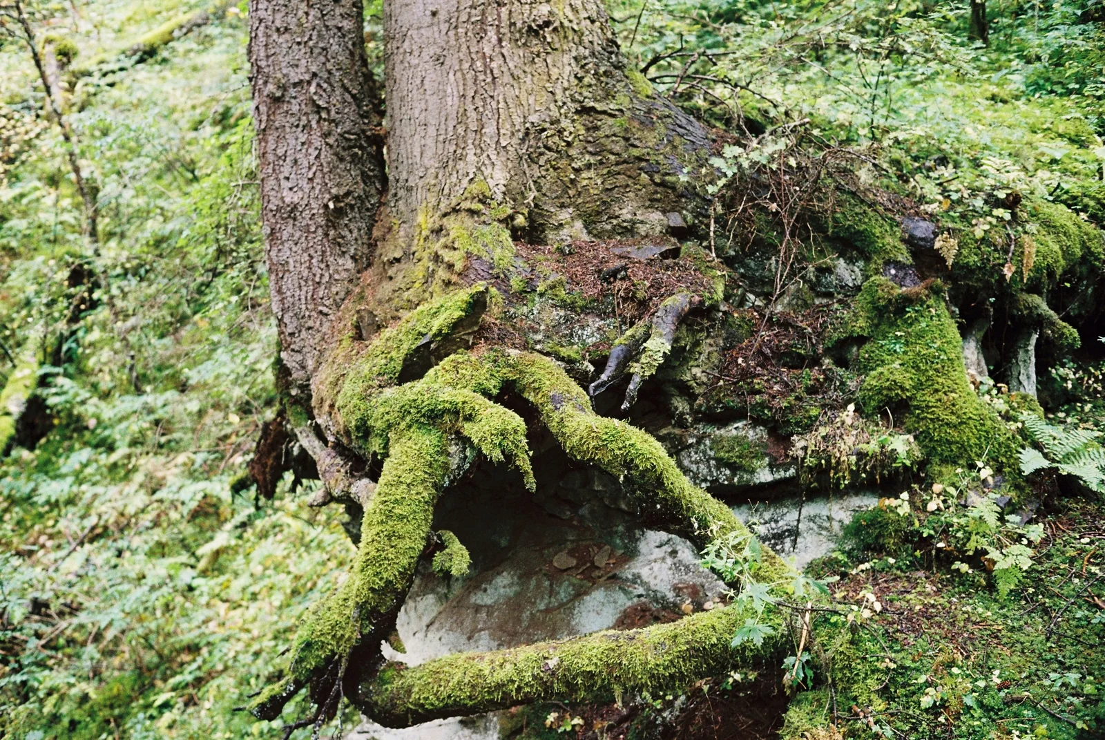 青苔覆盖的树根与地面植物