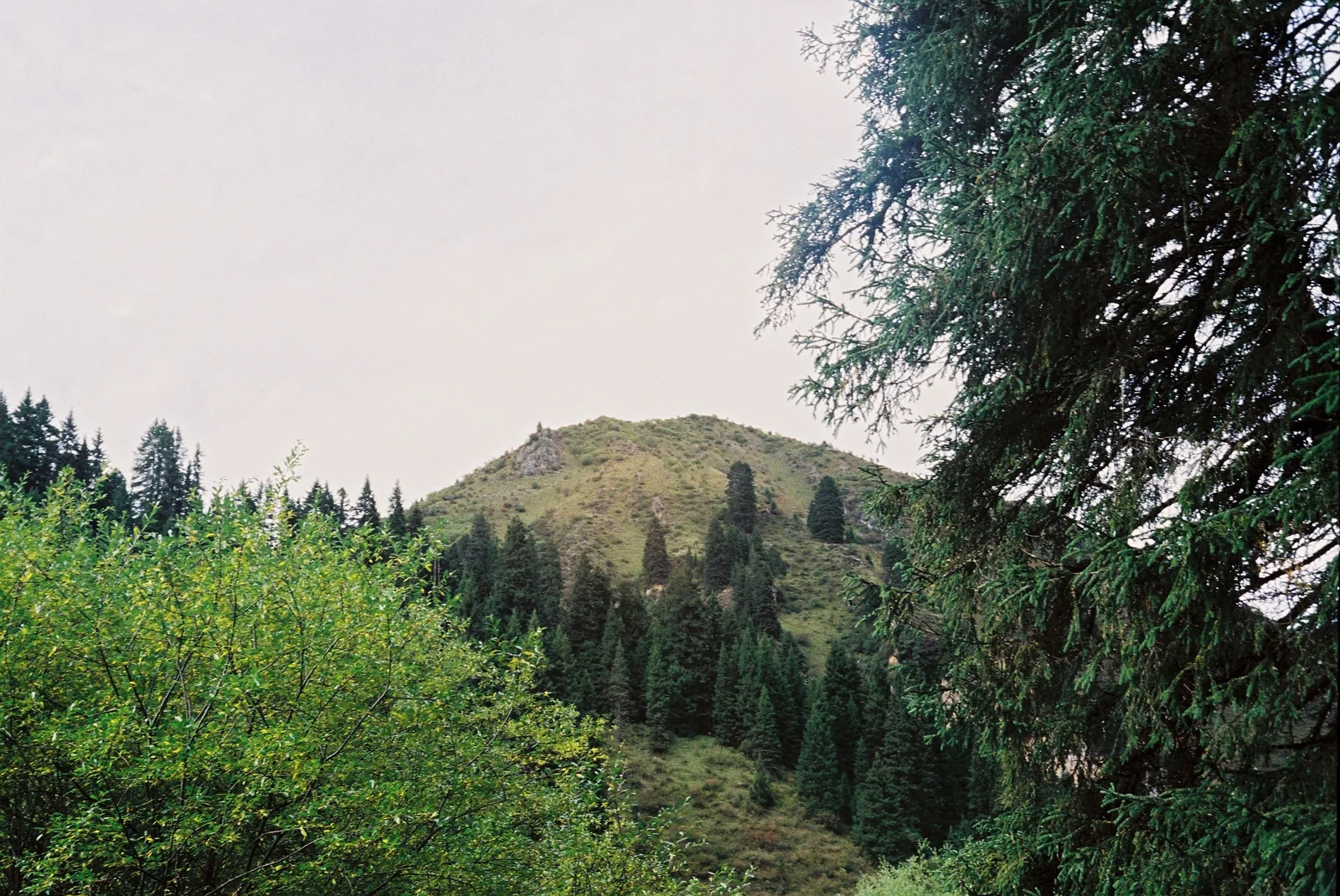林间山坡与稀疏云层