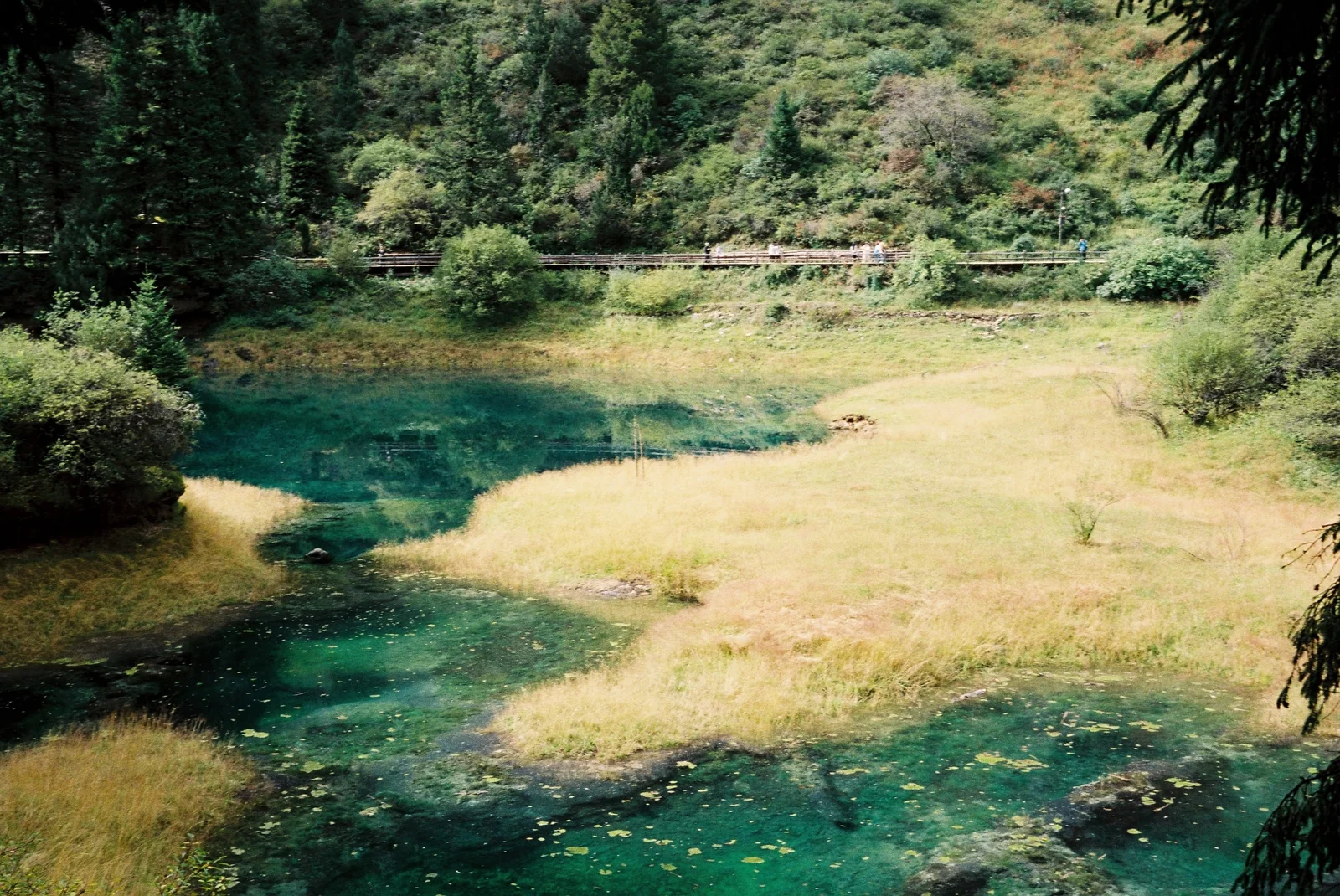 森林之间的绿色湖水与岸边草地